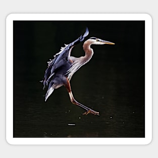 Great Blue Heron on the Wing Sticker